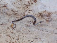 Helicops carinicaudus