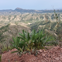 Bupleurum gibraltaricum