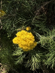 Hymenolepis