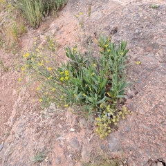 Bupleurum gibraltaricum