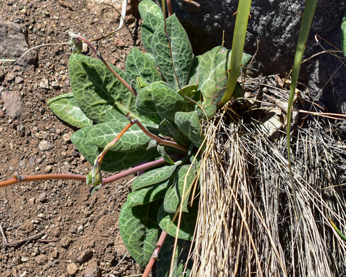 Cistanthe grandiflora