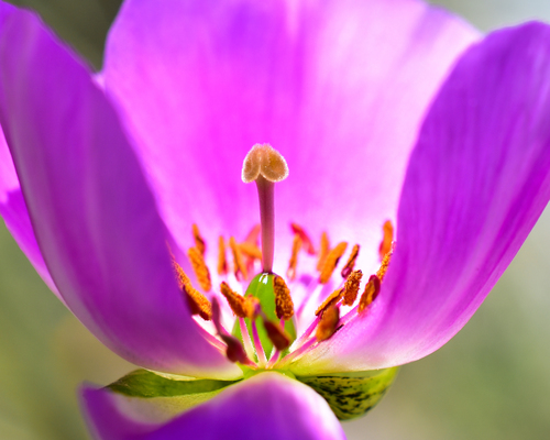 Cistanthe grandiflora