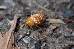 Asiophrida scaphoides