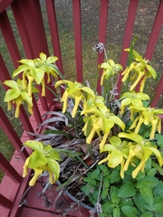 Sarraceniaceae