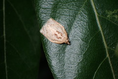 Adoxophyes privatana