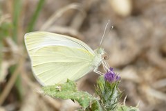 Pieris rapae