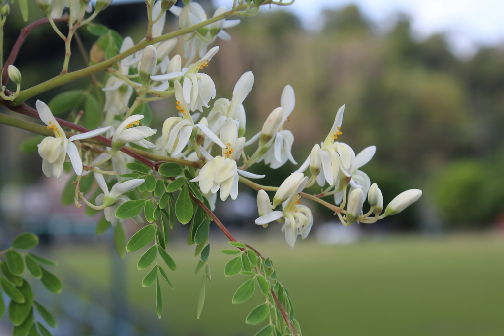 Moringa oleifera, El Remate, Guatemala