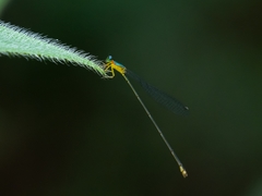 Pericnemis