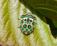 Sphaerocoris annulus