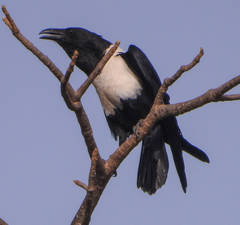 Corvus albus