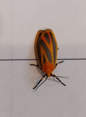 Hypoprepia miniata