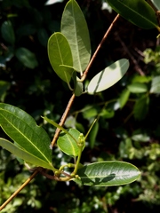 Gymnanthera oblonga