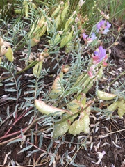 Astragalus whitneyi