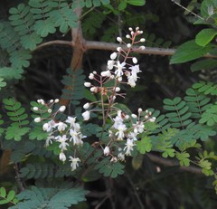 Pterolobium hexapetalum