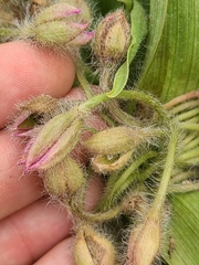 Tradescantia tharpii