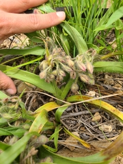 Tradescantia tharpii