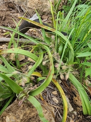 Tradescantia tharpii