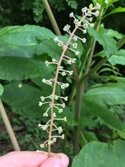 Phytolacca americana