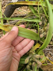 Tradescantia tharpii