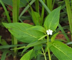 Catharanthus pusillus