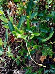 Gymnanthera oblonga