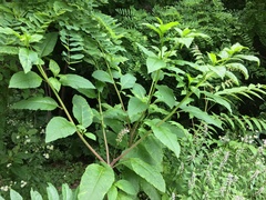 Phytolacca americana