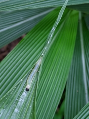 Notocrypta curvifascia