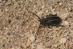 Neodorcadion bilineatum