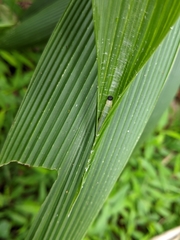Notocrypta curvifascia