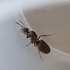 Lasius