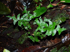 Lindsaea falcata