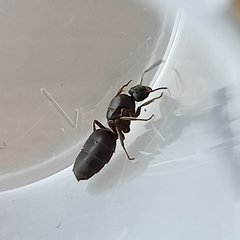 Lasius