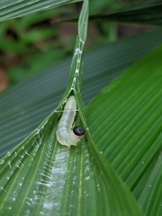 Notocrypta curvifascia