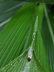 Notocrypta curvifascia