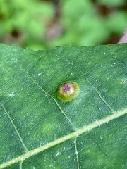Phylloxera foveola