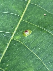 Phylloxera foveola