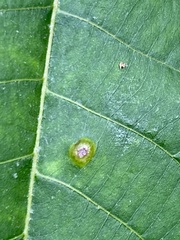 Phylloxera foveola