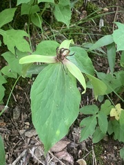 Trillium viridescens