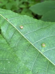 Phylloxera foveola