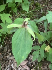 Trillium viridescens