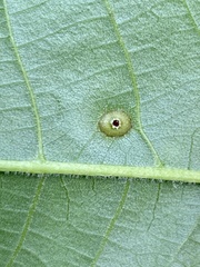 Phylloxera foveola