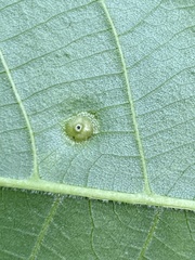 Phylloxera foveola