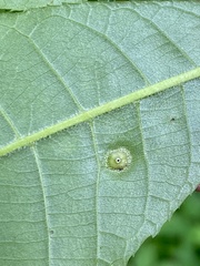 Phylloxera foveola