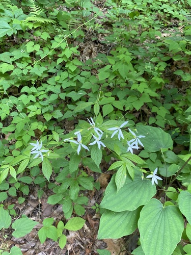 Gillenia trifoliata