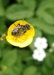 Eristalinus sepulchralis