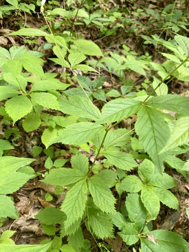 Gillenia trifoliata