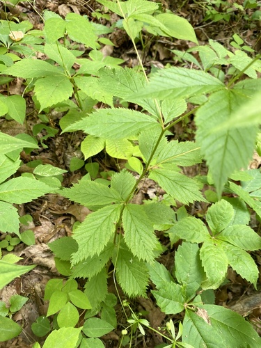 Gillenia trifoliata