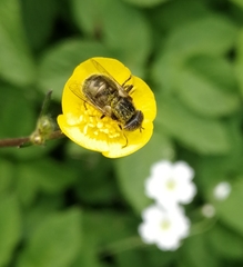 Eristalinus sepulchralis