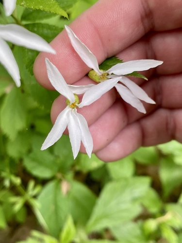 Gillenia trifoliata