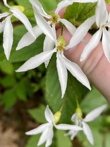 Gillenia trifoliata